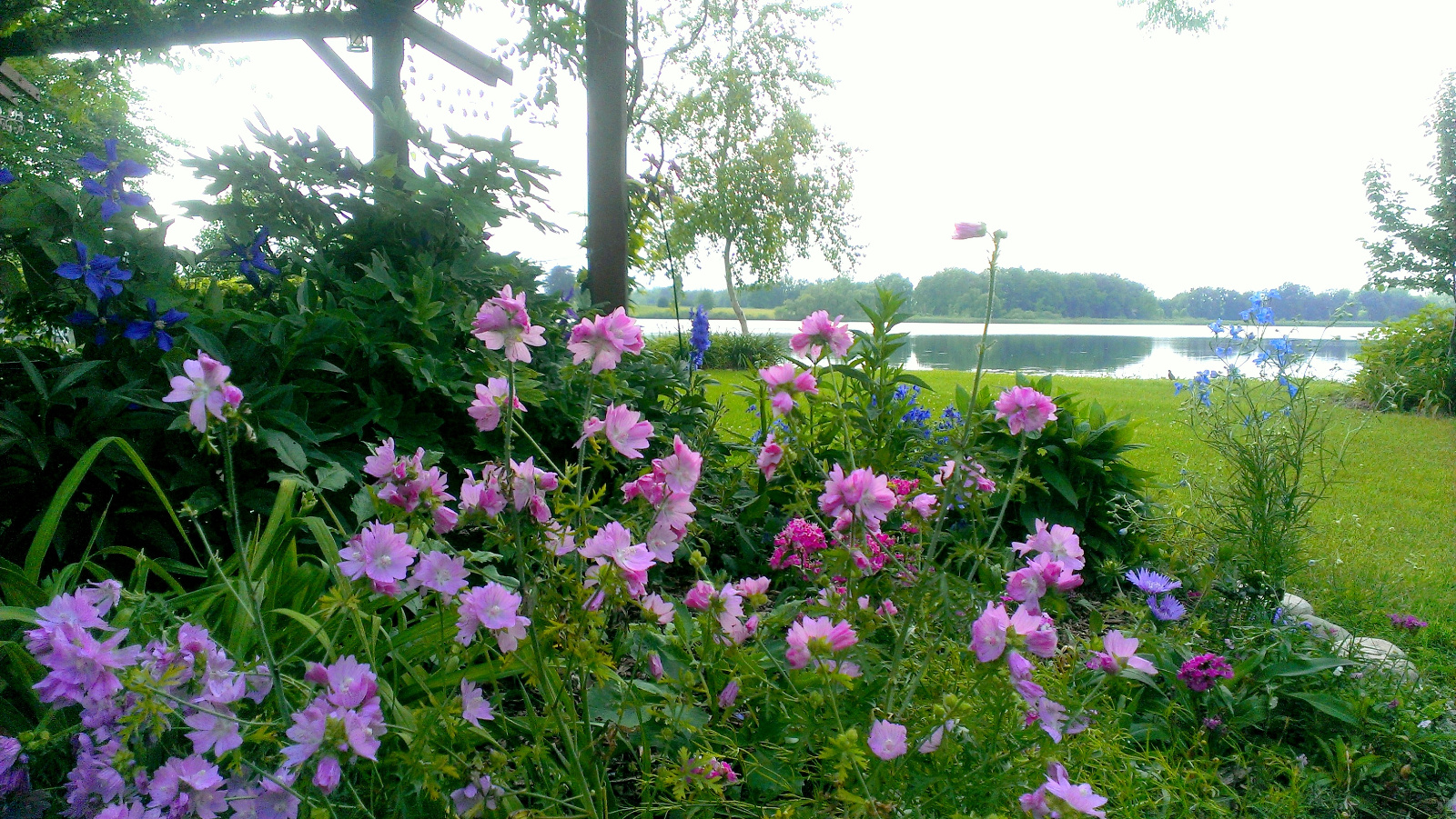 Pink Malva, lavender Peachies' Pick Stokes Aster, end of Sweet Williams, blue Delphiniums and Clematis